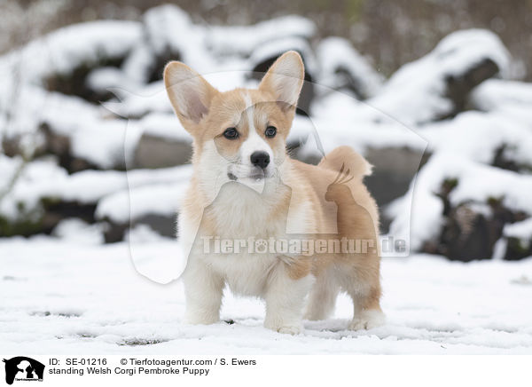 standing Welsh Corgi Pembroke Puppy / SE-01216