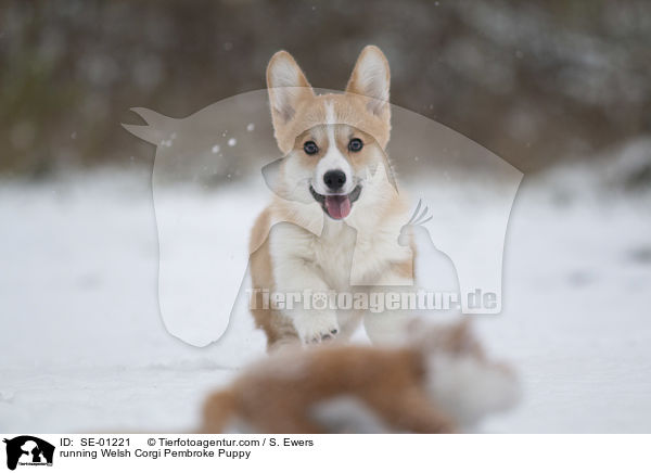 running Welsh Corgi Pembroke Puppy / SE-01221