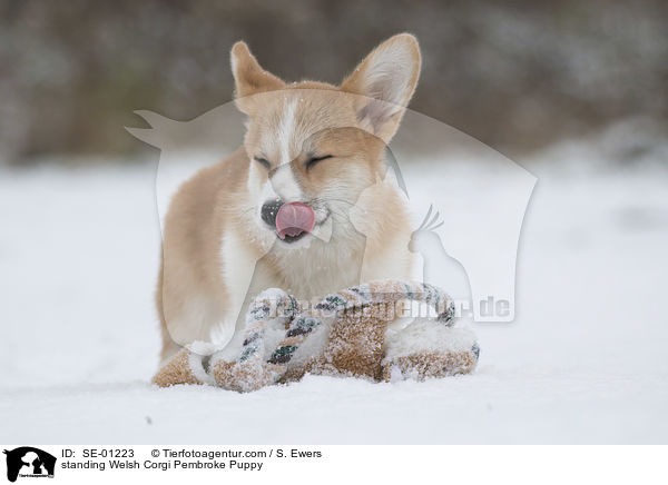 standing Welsh Corgi Pembroke Puppy / SE-01223