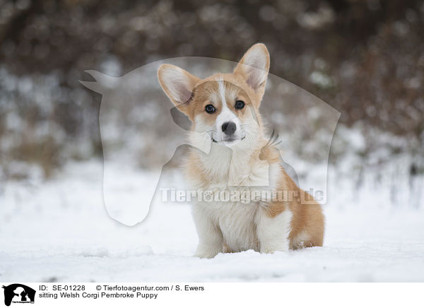 sitting Welsh Corgi Pembroke Puppy / SE-01228