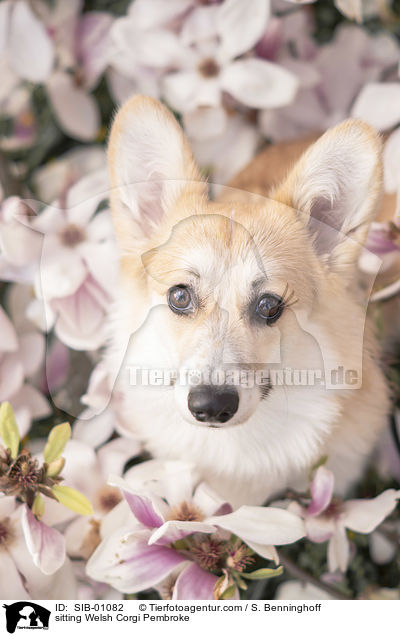sitzender Welsh Corgi Pembroke / sitting Welsh Corgi Pembroke / SIB-01082