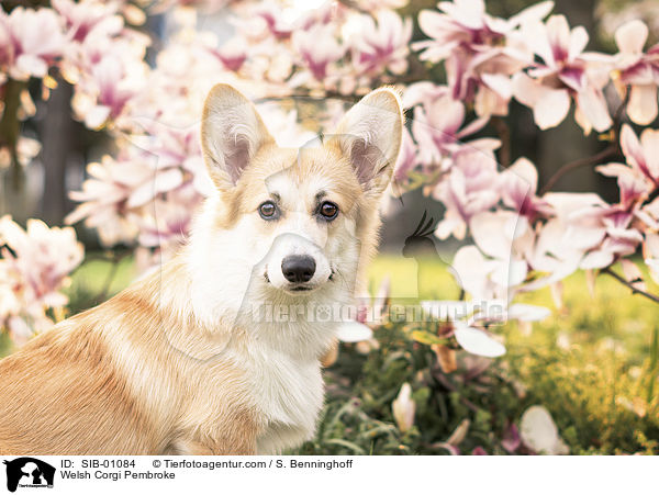 Welsh Corgi Pembroke / SIB-01084