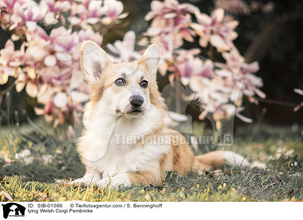 liegender Welsh Corgi Pembroke / lying Welsh Corgi Pembroke / SIB-01086