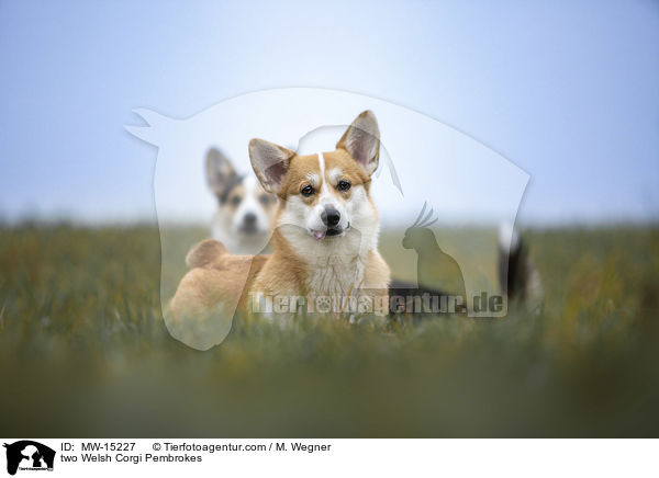 two Welsh Corgi Pembrokes / MW-15227