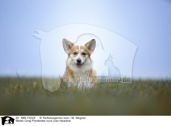 Welsh Corgi Pembroke runs over meadow / MW-15229