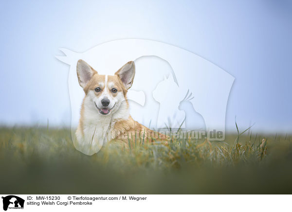 sitting Welsh Corgi Pembroke / MW-15230