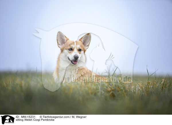 sitting Welsh Corgi Pembroke / MW-15231