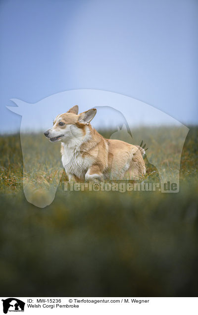 Welsh Corgi Pembroke / MW-15236