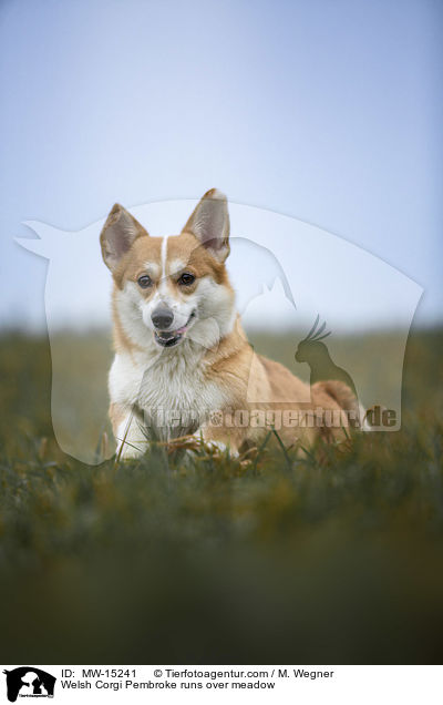 Welsh Corgi Pembroke runs over meadow / MW-15241