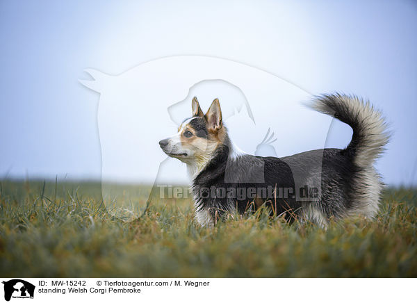 standing Welsh Corgi Pembroke / MW-15242