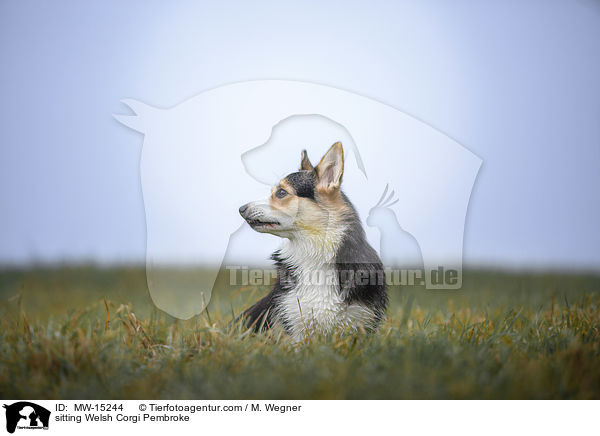 sitting Welsh Corgi Pembroke / MW-15244