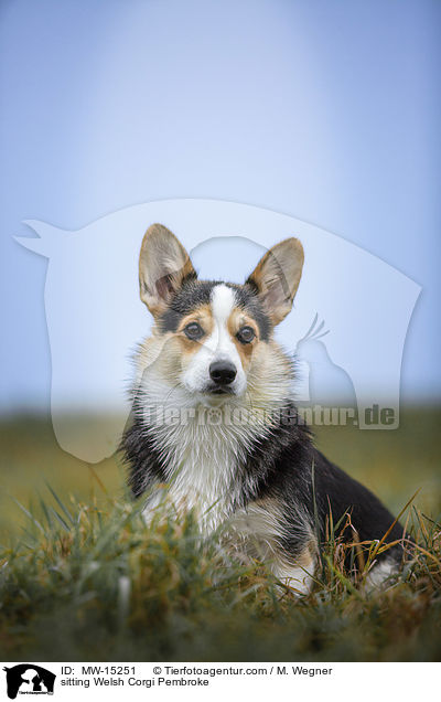 sitting Welsh Corgi Pembroke / MW-15251