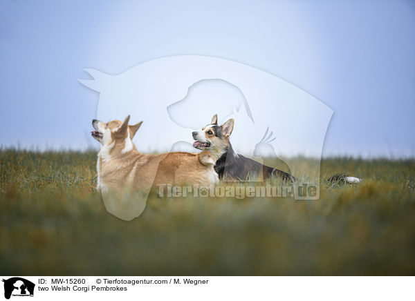 two Welsh Corgi Pembrokes / MW-15260
