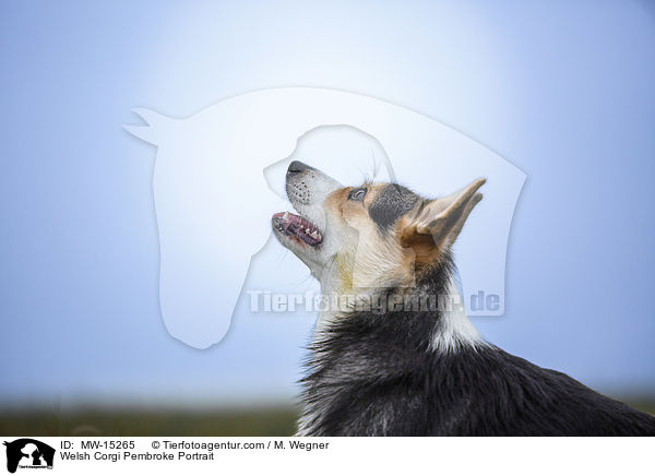 Welsh Corgi Pembroke Portrait / MW-15265
