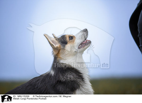 Welsh Corgi Pembroke Portrait / MW-15269