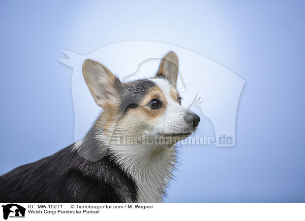 Welsh Corgi Pembroke Portrait / MW-15271