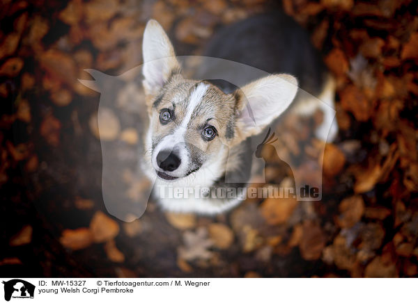 young Welsh Corgi Pembroke / MW-15327