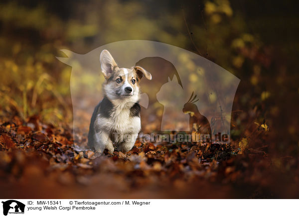 young Welsh Corgi Pembroke / MW-15341