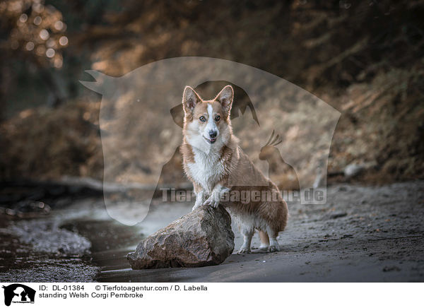 standing Welsh Corgi Pembroke / DL-01384