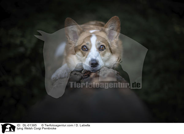 lying Welsh Corgi Pembroke / DL-01385