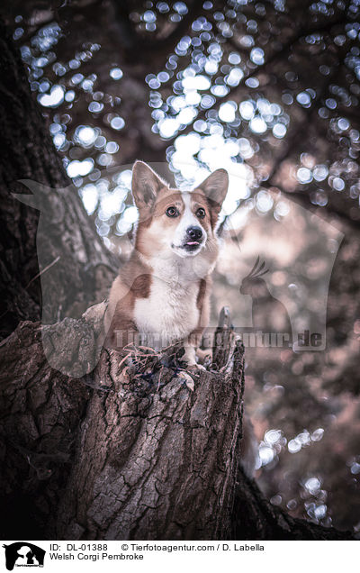 Welsh Corgi Pembroke / DL-01388
