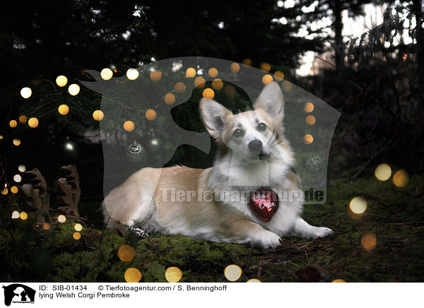 lying Welsh Corgi Pembroke / SIB-01434