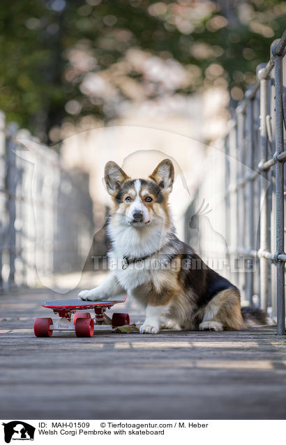 Welsh Corgi Pembroke with skateboard / MAH-01509