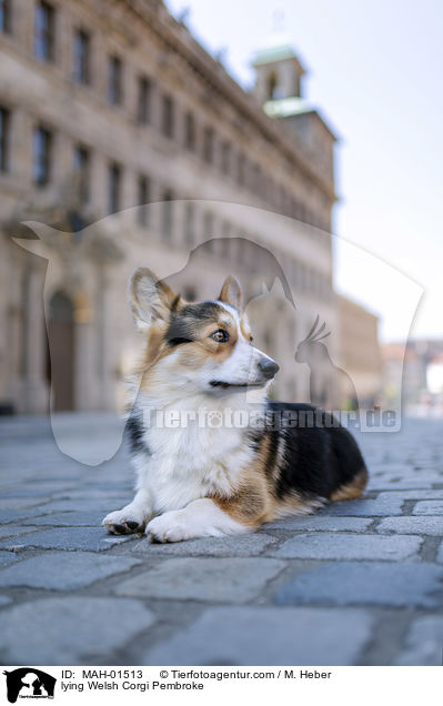lying Welsh Corgi Pembroke / MAH-01513