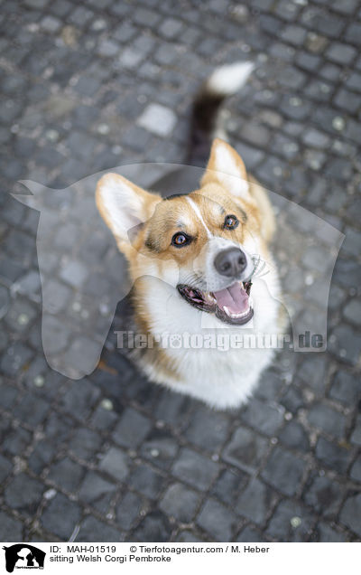 sitting Welsh Corgi Pembroke / MAH-01519