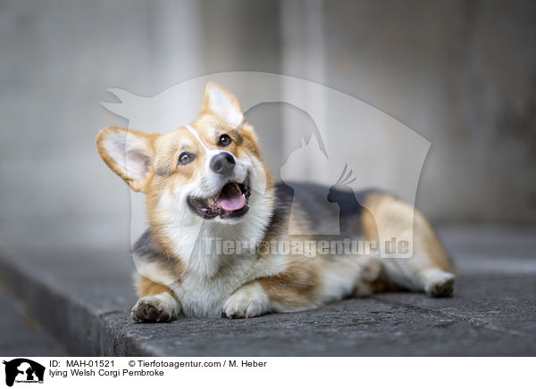 lying Welsh Corgi Pembroke / MAH-01521