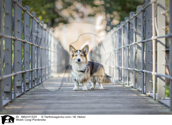 Welsh Corgi Pembroke / MAH-01525