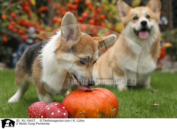 2 Welsh Corgi Pembroke / 2 Welsh Corgi Pembroke / KL-19437