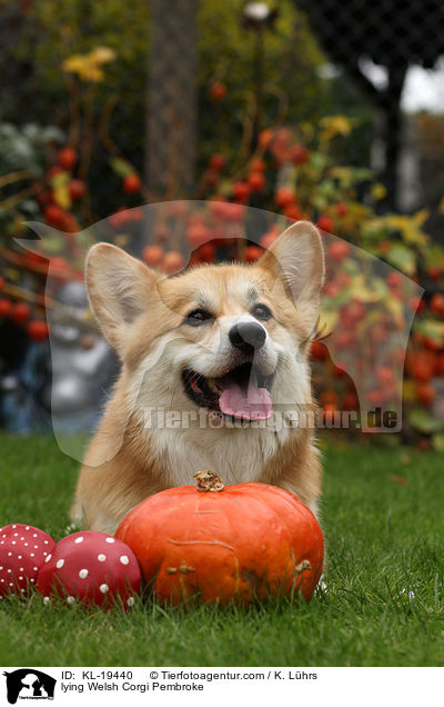 lying Welsh Corgi Pembroke / KL-19440