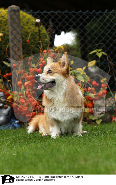 sitting Welsh Corgi Pembroke / KL-19447
