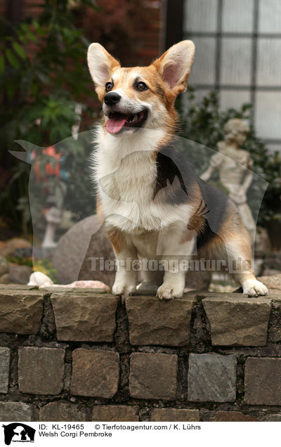 Welsh Corgi Pembroke / Welsh Corgi Pembroke / KL-19465