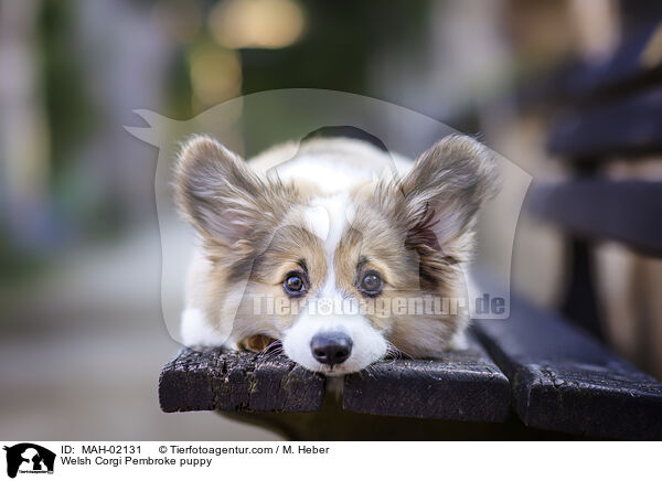 Welsh Corgi Pembroke puppy / MAH-02131