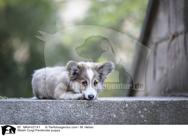 Welsh Corgi Pembroke puppy / MAH-02141
