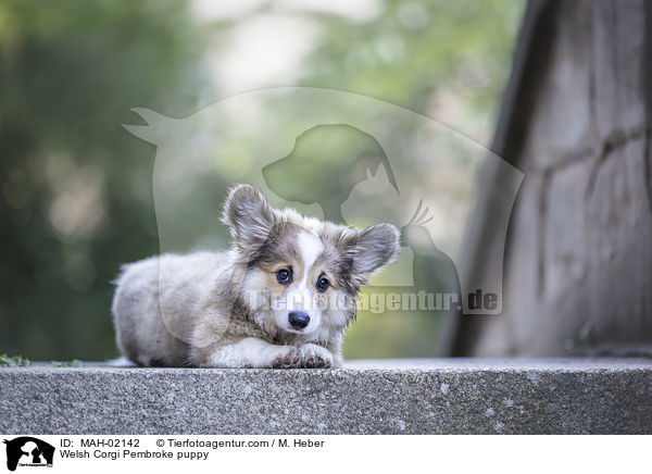 Welsh Corgi Pembroke puppy / MAH-02142