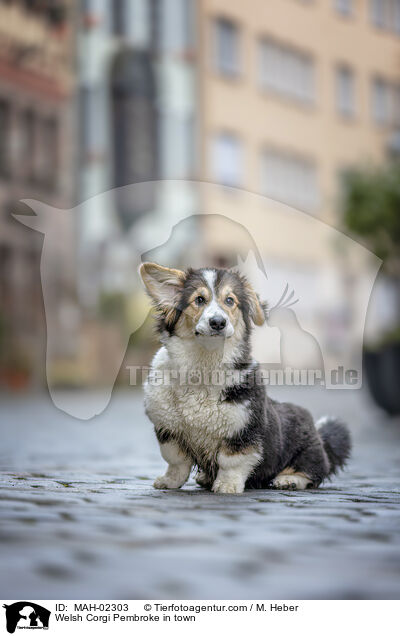 Welsh Corgi Pembroke in town / MAH-02303