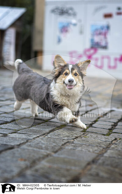 Welsh Corgi Pembroke in town / MAH-02305
