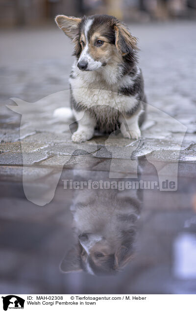 Welsh Corgi Pembroke in town / MAH-02308