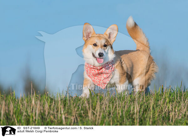 adult Welsh Corgi Pembroke / SST-21849