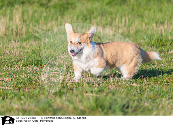 adult Welsh Corgi Pembroke / SST-21868