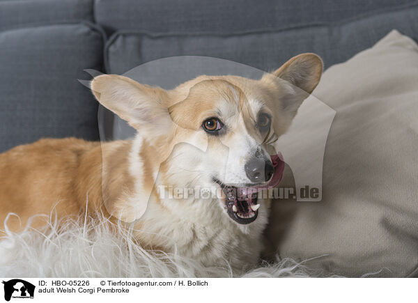 adult Welsh Corgi Pembroke / HBO-05226
