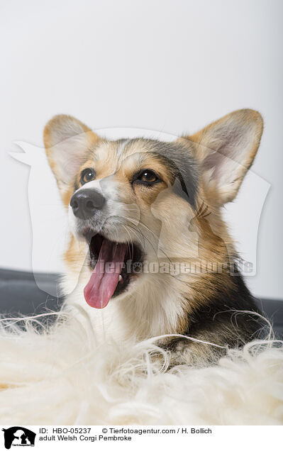 ausgewachsener Welsh Corgi Pembroke / adult Welsh Corgi Pembroke / HBO-05237