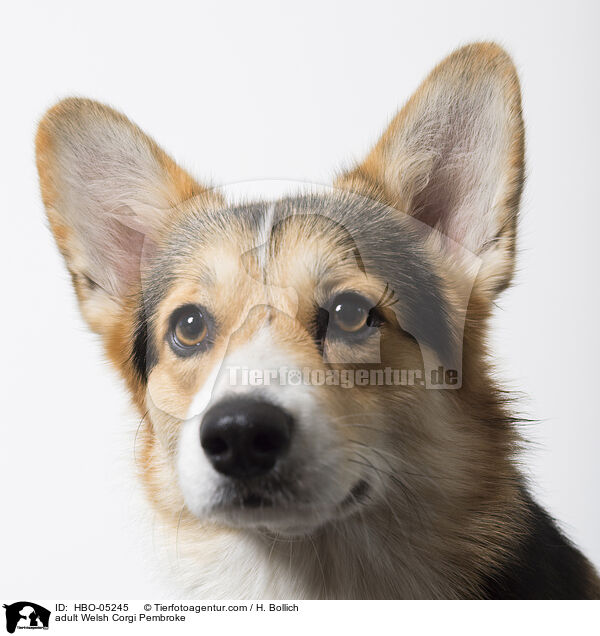 ausgewachsener Welsh Corgi Pembroke / adult Welsh Corgi Pembroke / HBO-05245