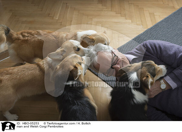 man and Welsh Corgi Pembrokes / HBO-05253