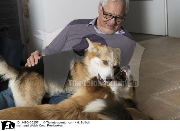Mann und Welsh Corgi Pembrokes / man and Welsh Corgi Pembrokes / HBO-05257