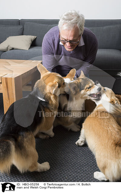 Mann und Welsh Corgi Pembrokes / man and Welsh Corgi Pembrokes / HBO-05258
