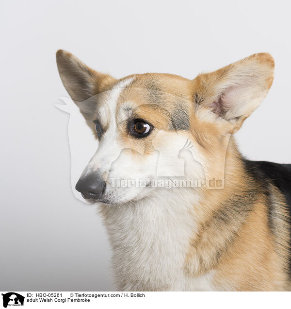 adult Welsh Corgi Pembroke / HBO-05261